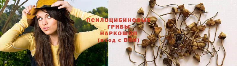 Псилоцибиновые грибы Psilocybine cubensis  Билибино 